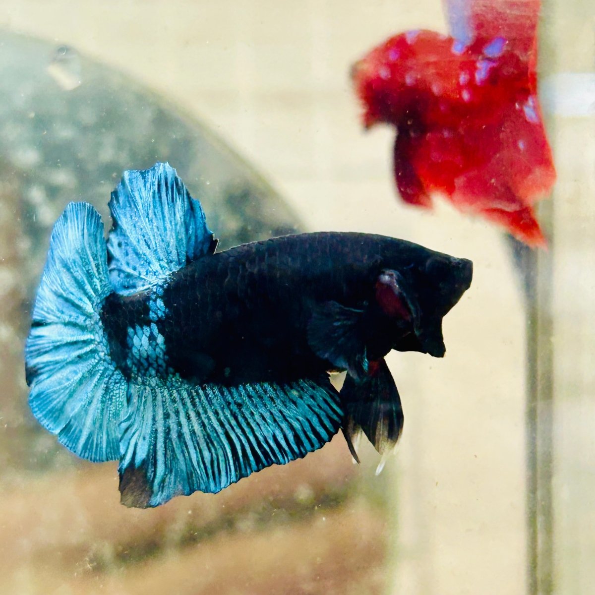 Plakat Avarta Black Light Male Betta 164