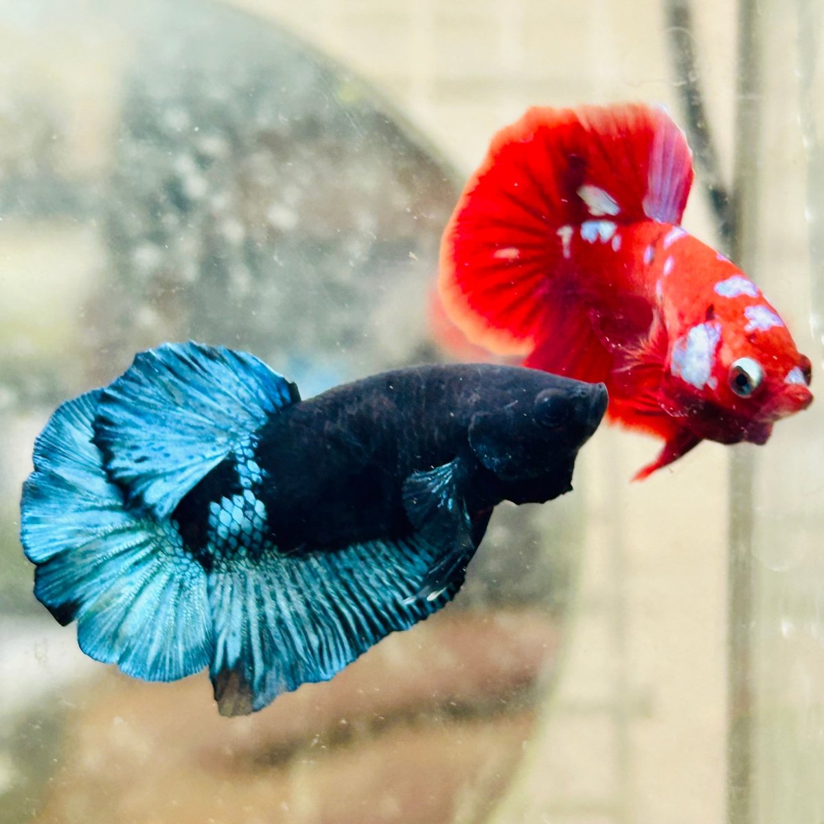 Plakat Avarta Black Light Male Betta 164