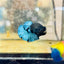 Plakat Avarta Black Light Male Betta 164