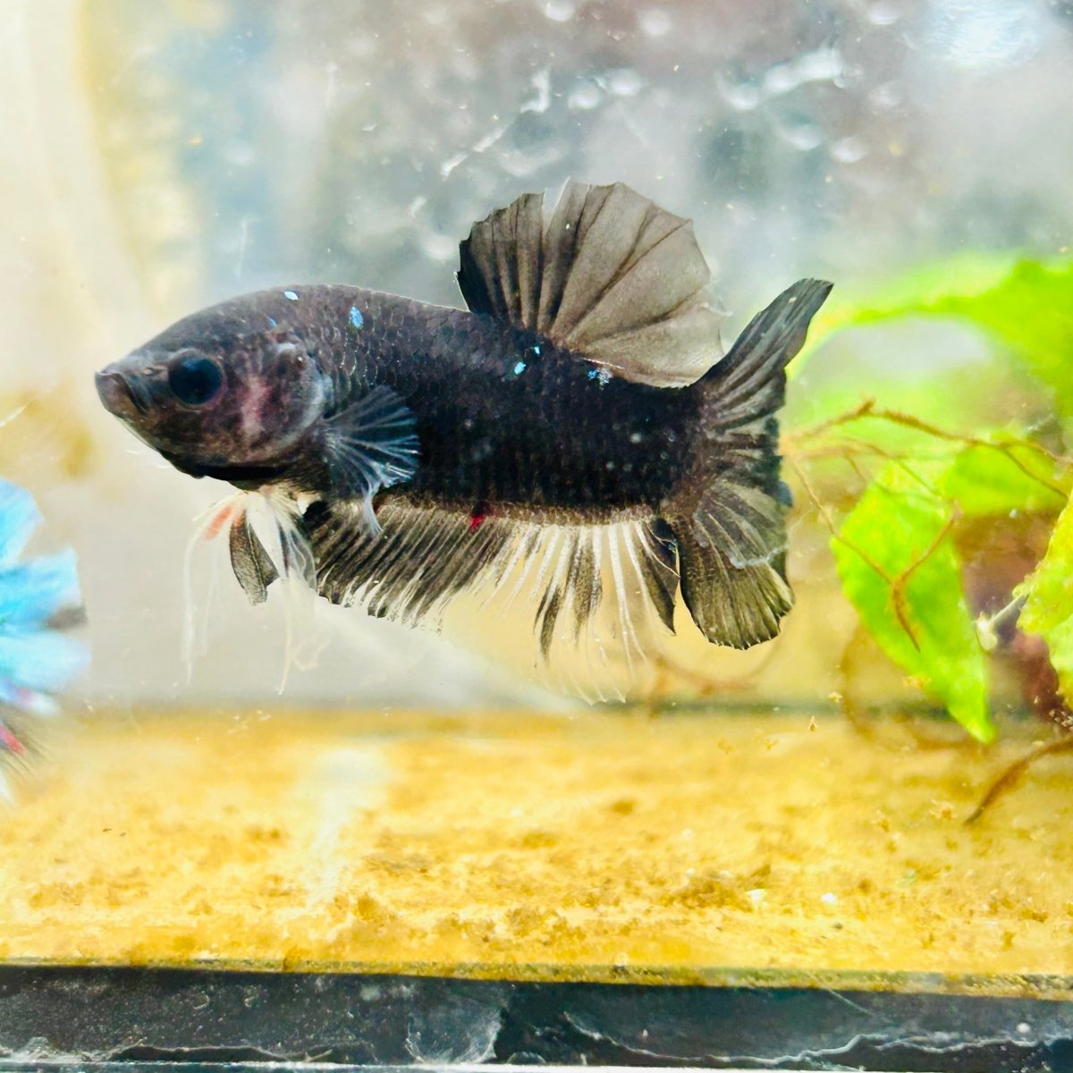 Plakat Avatar Black Male Betta #137