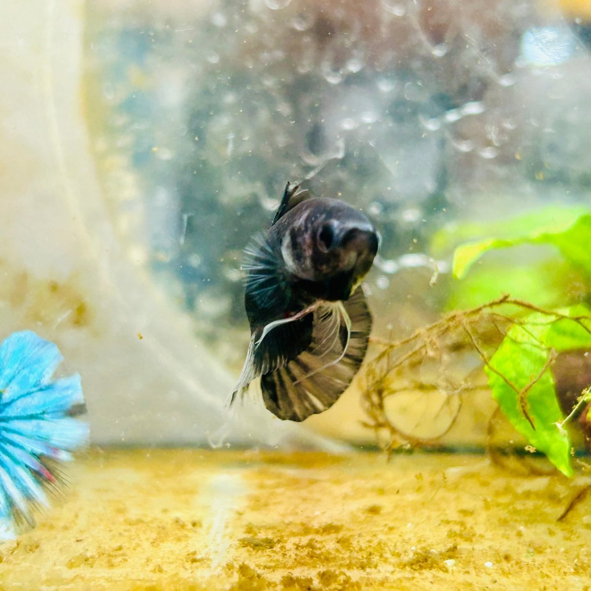 Plakat Avatar Black Male Betta #137