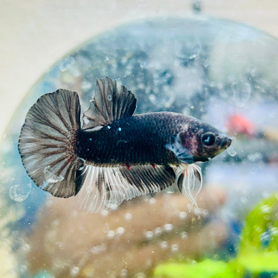Plakat Avarta Black Male Betta 137 Male betta