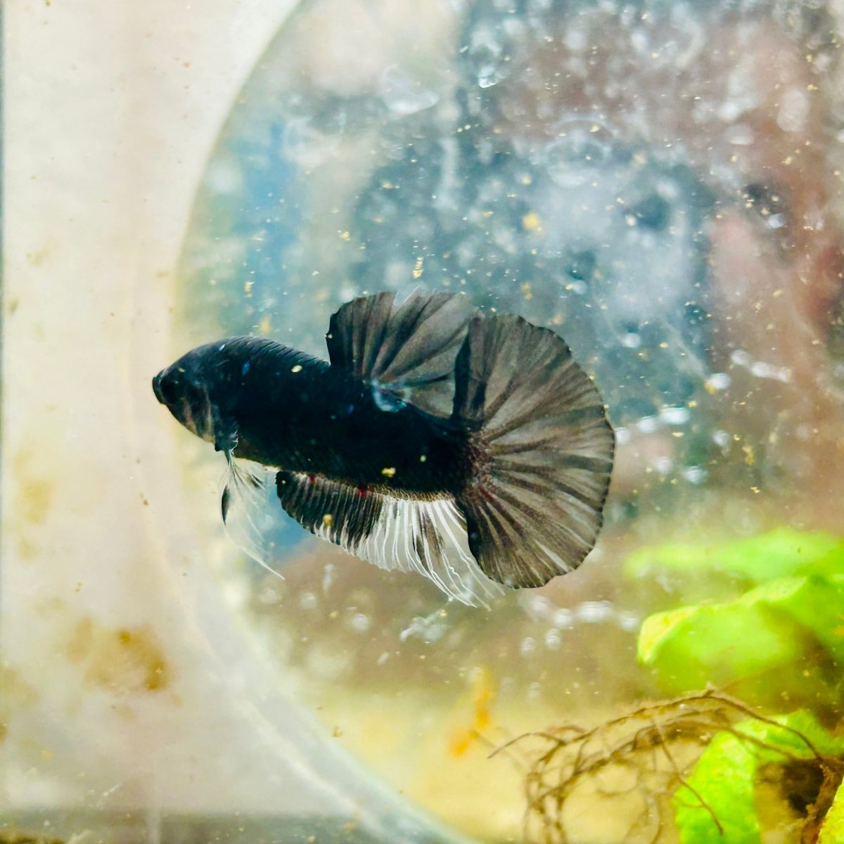 Plakat Avatar Black Male Betta #137
