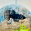 Plakat Avarta Black Male Betta 137 Male betta