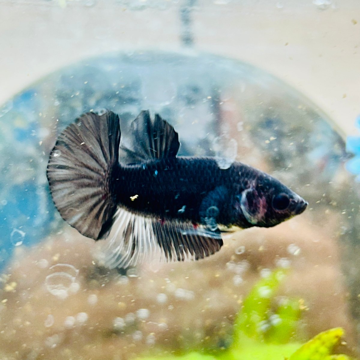 Plakat Avatar Black Male Betta #137