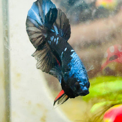 Plakat Avarta Blue Male Betta 102