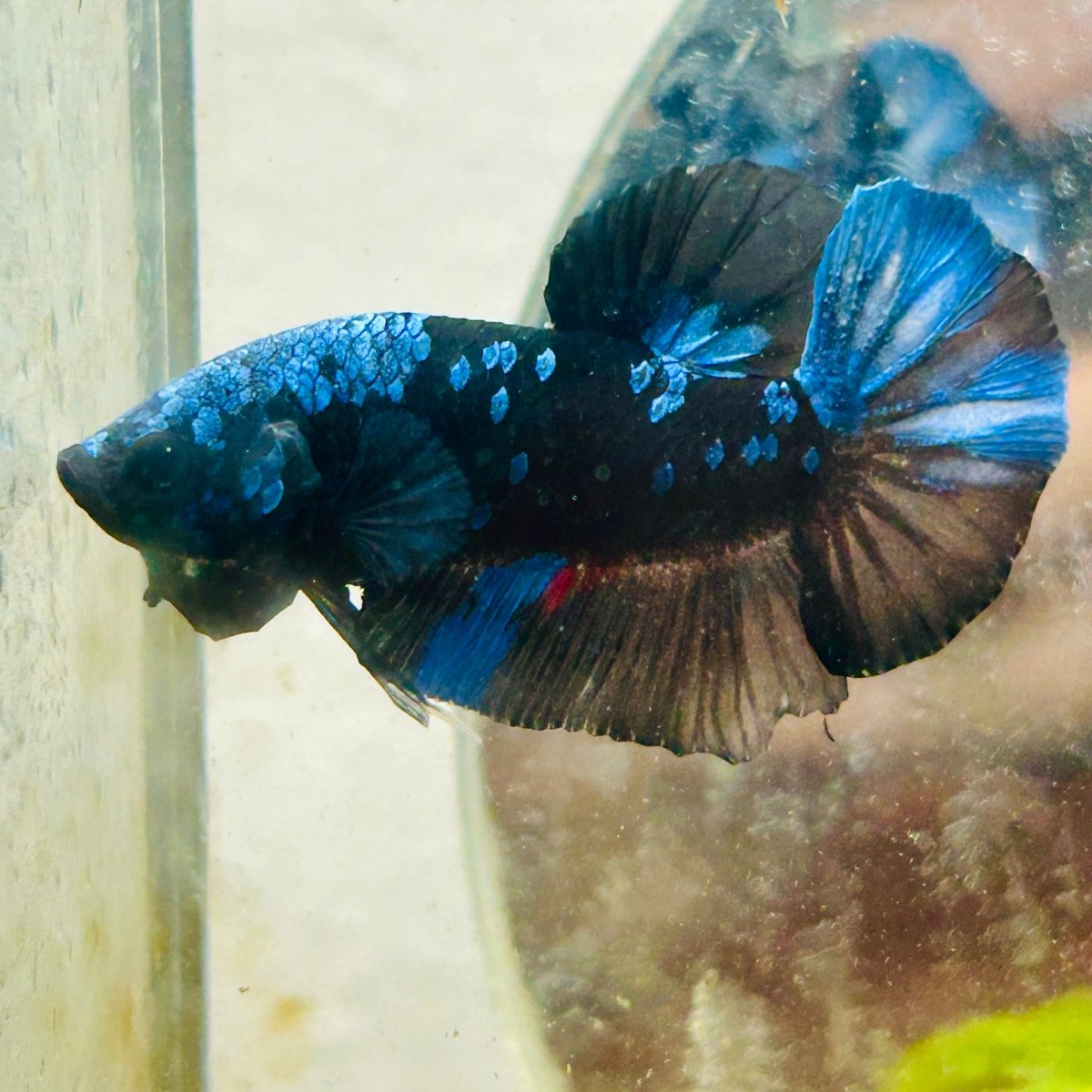 Plakat Avatar Blue Male Betta #102