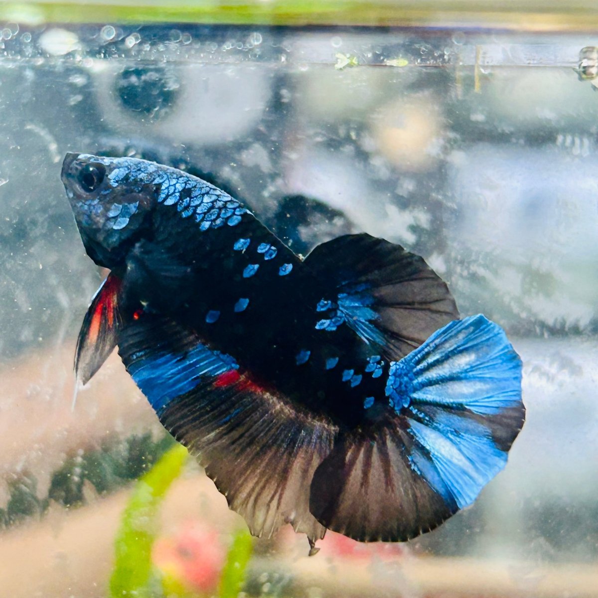 Plakat Avatar Blue Male Betta #102