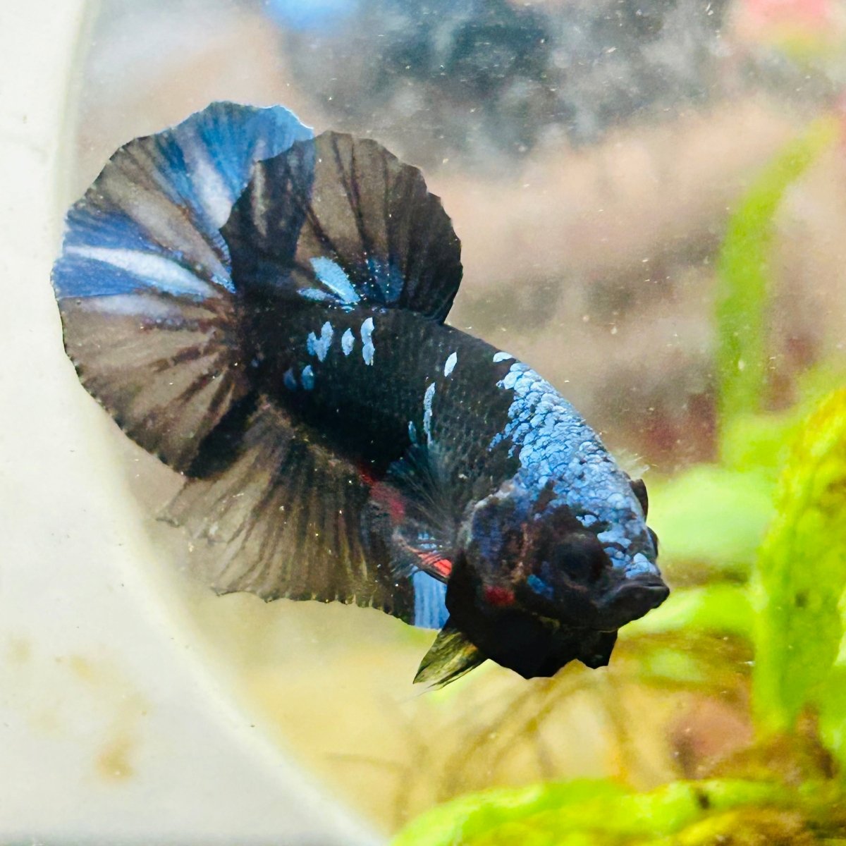 Plakat Avatar Blue Male Betta #102