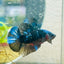 Plakat Avarta Blue Male Betta 102