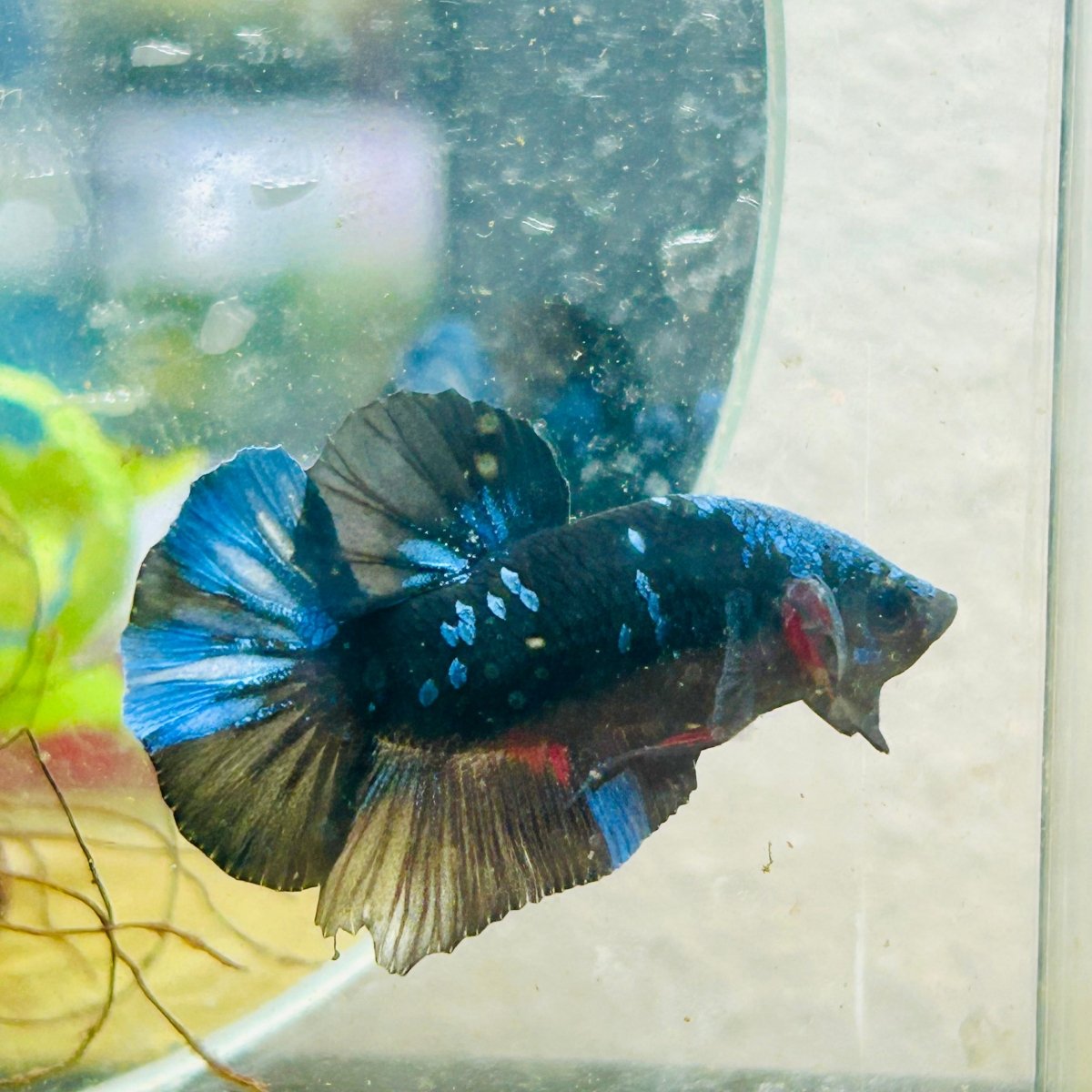 Plakat Avatar Blue Male Betta #102