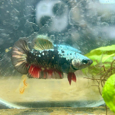 Plakat Avarta Copper Female Betta 129