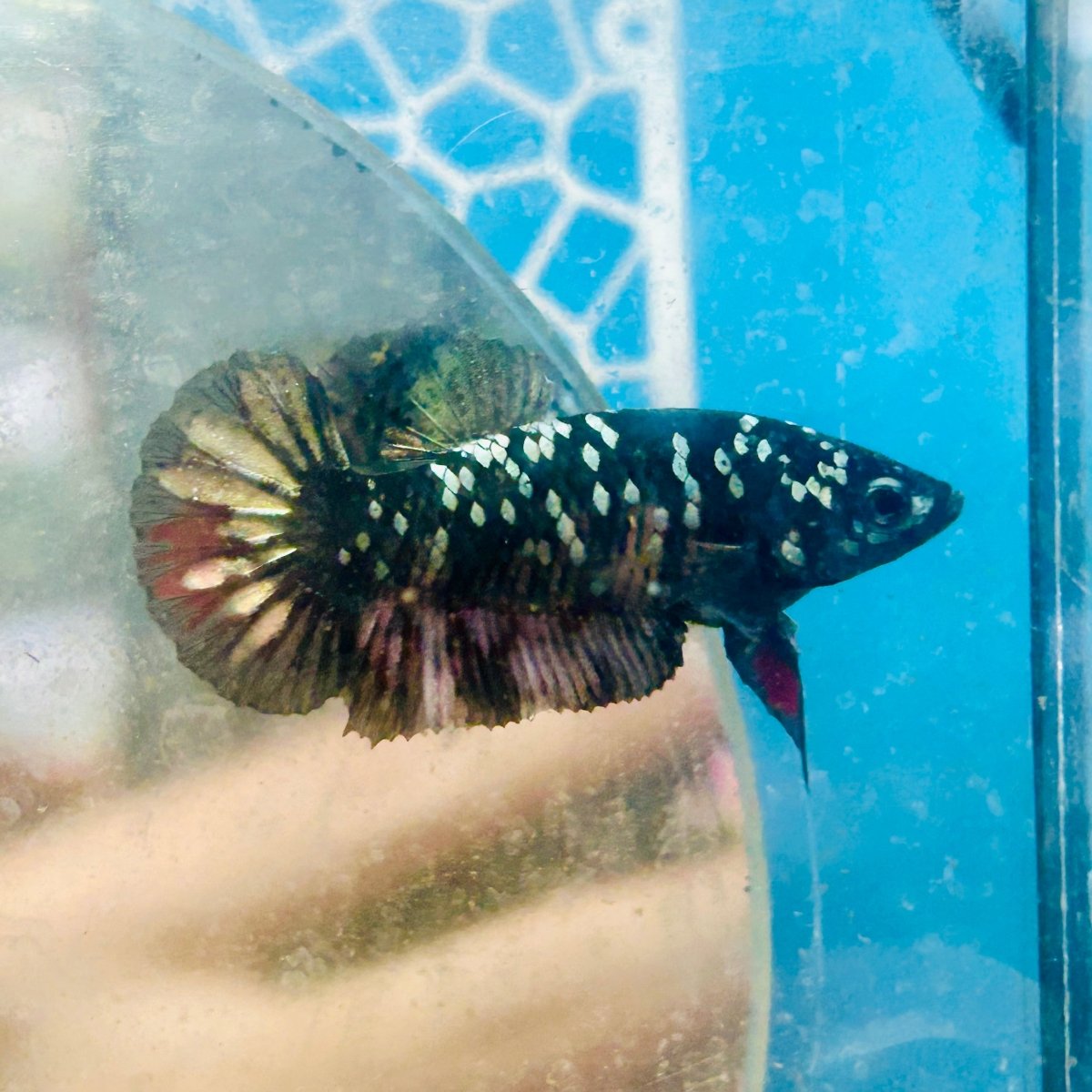 Plakat Avarta Copper Female Betta 157