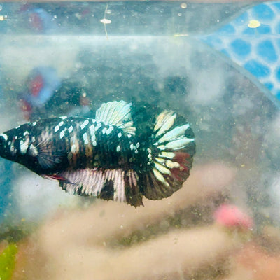 Plakat Avarta Copper Female Betta 157