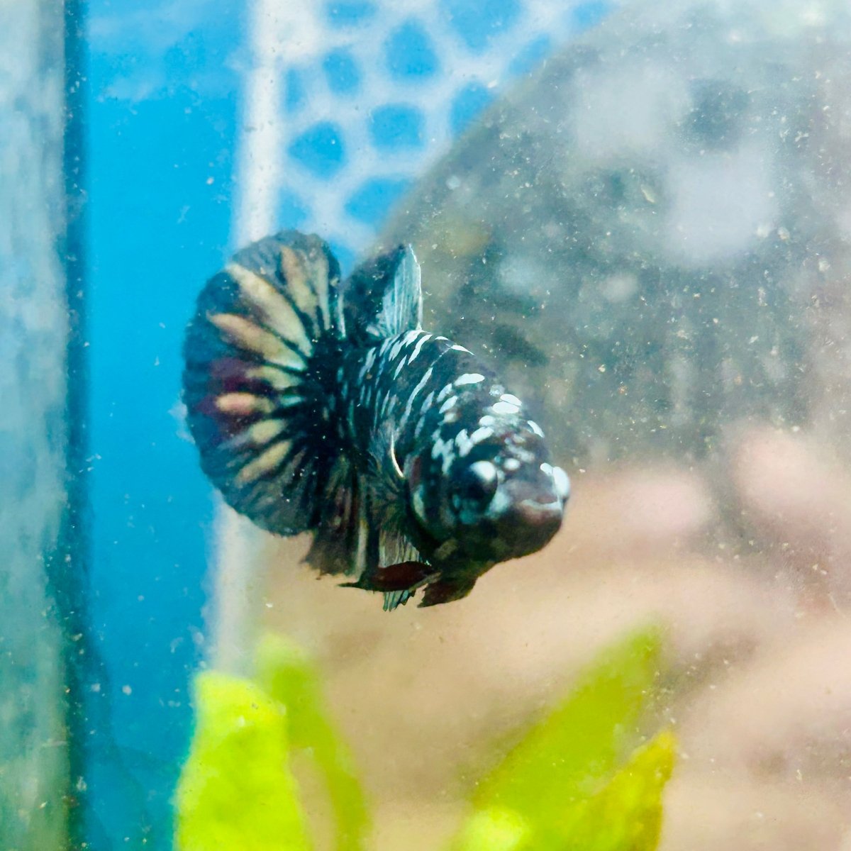 Plakat Avarta Copper Female Betta 157