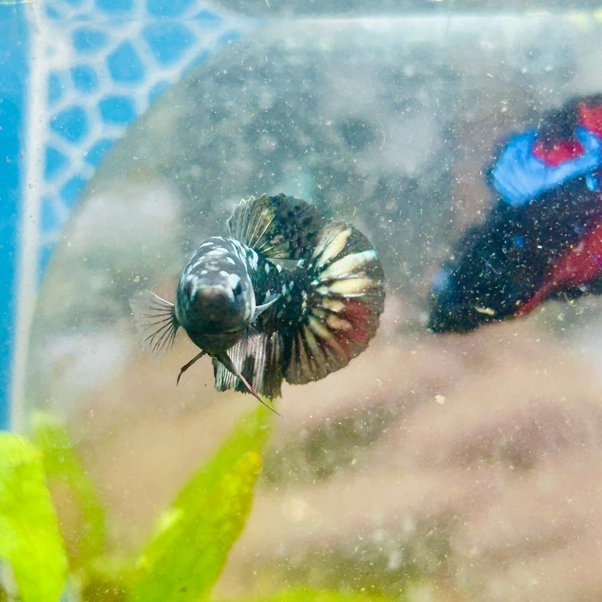 Plakat Avarta Copper Female Betta 157