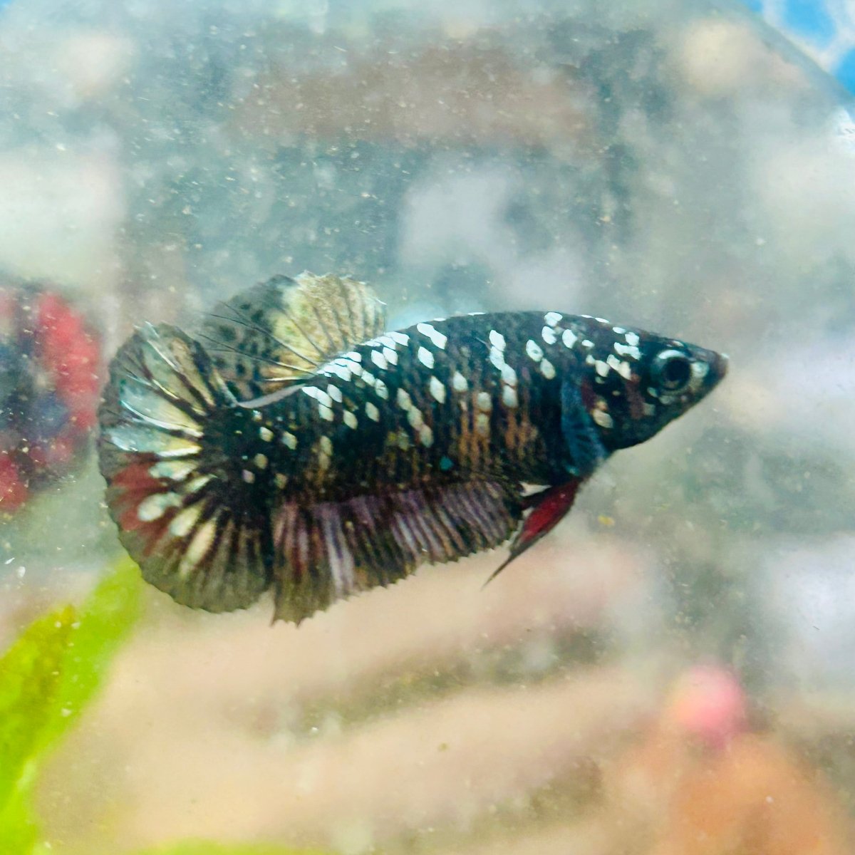 Plakat Avarta Copper Female Betta 157