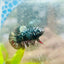 Plakat Avarta Copper Female Betta 157