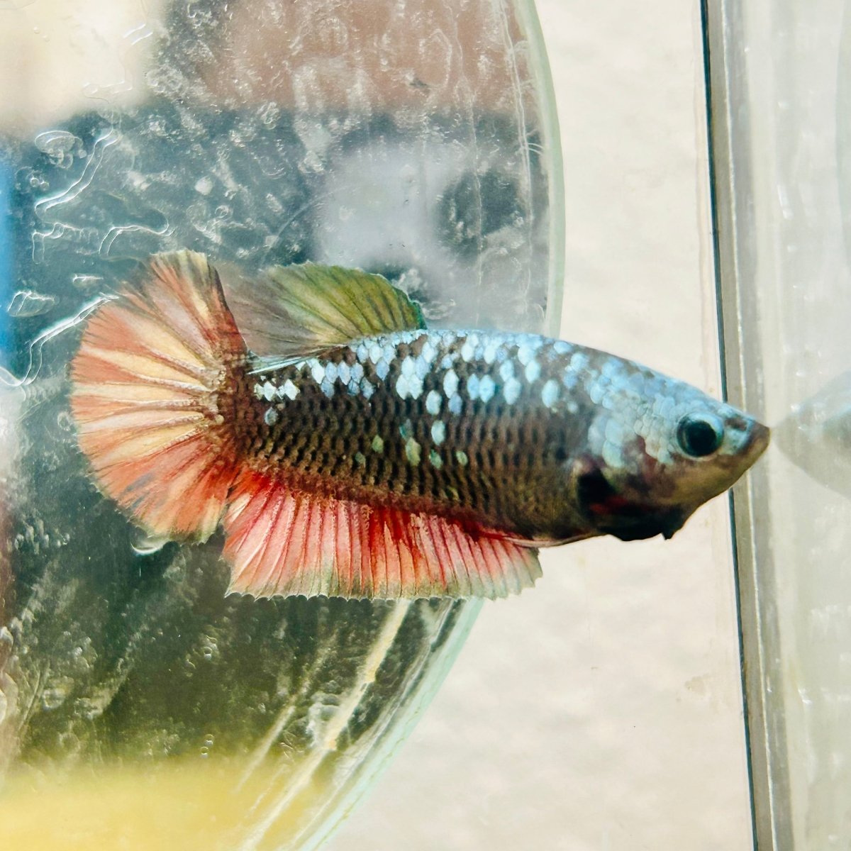 Plakat Avatar Copper Female Betta #195