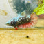 Plakat Avarta Copper Female Betta 195 Female betta