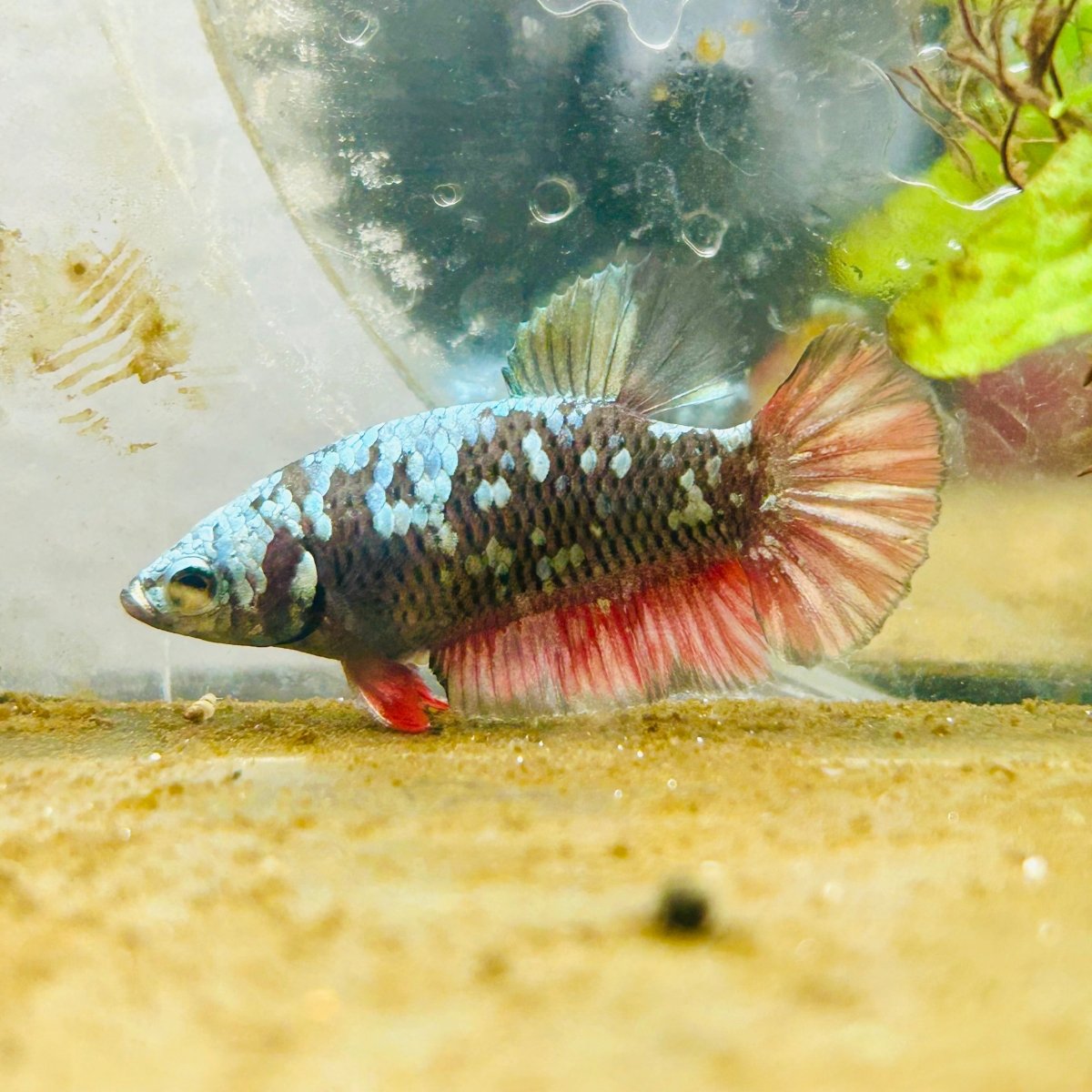 Plakat Avatar Copper Female Betta #195