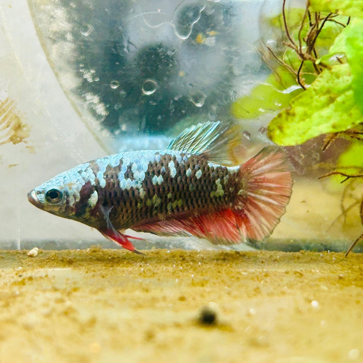 Plakat Avatar Copper Female Betta #195