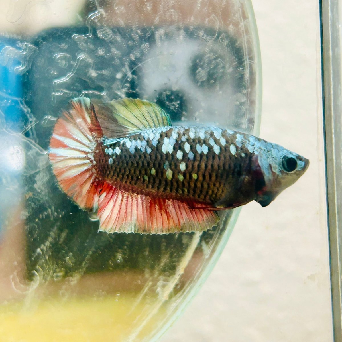 Plakat Avatar Copper Female Betta #195