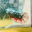 Plakat Avarta Copper Female Betta 195 Female betta