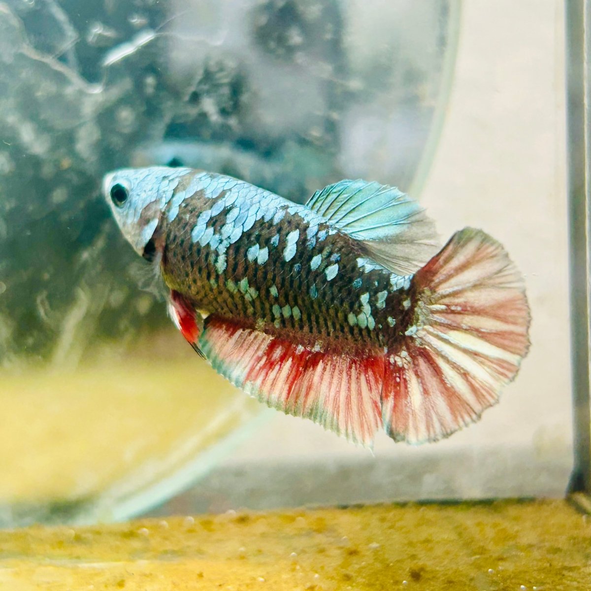 Plakat Avatar Copper Female Betta #195