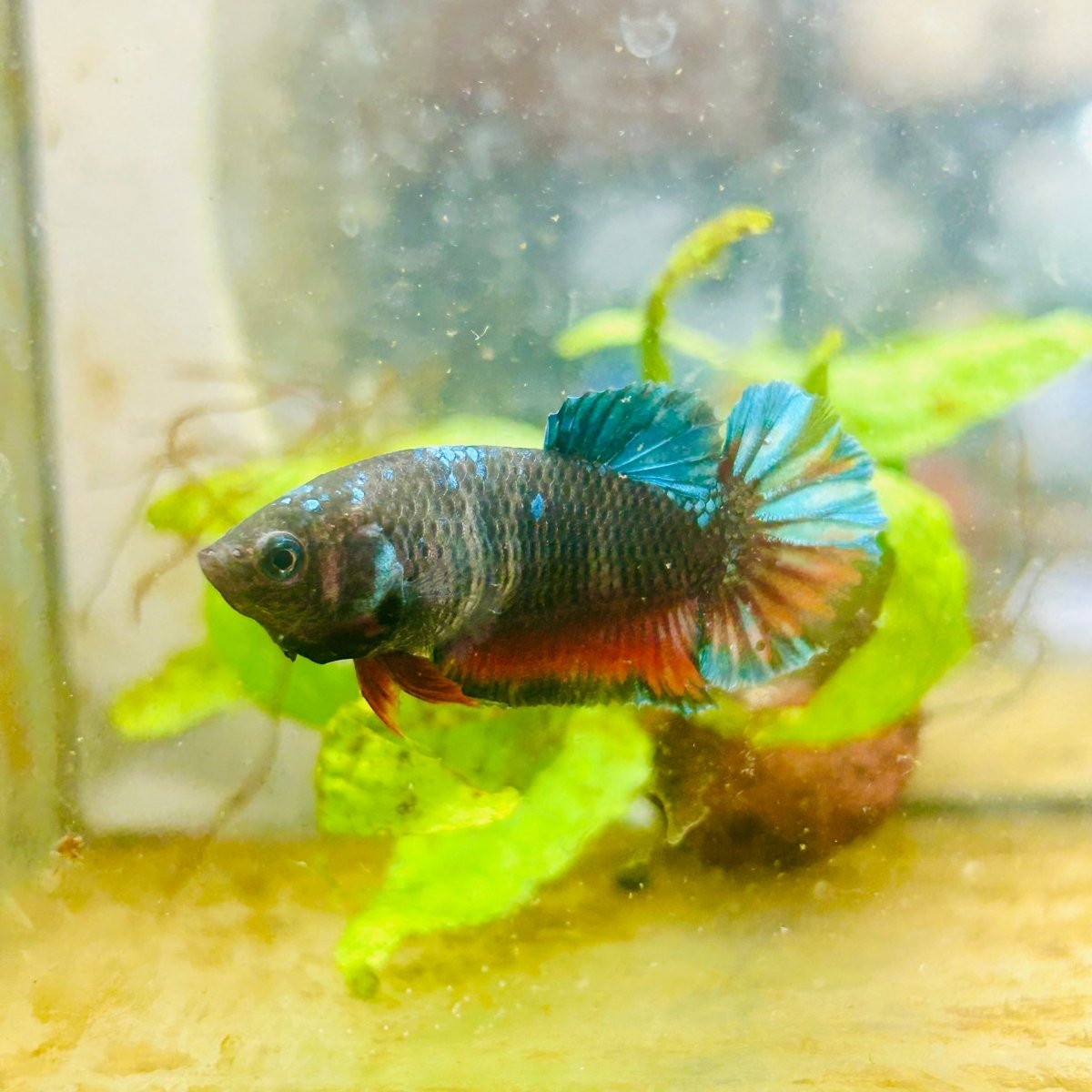 Plakat Avarta Female Betta 056