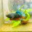 Plakat Avarta Female Betta 056