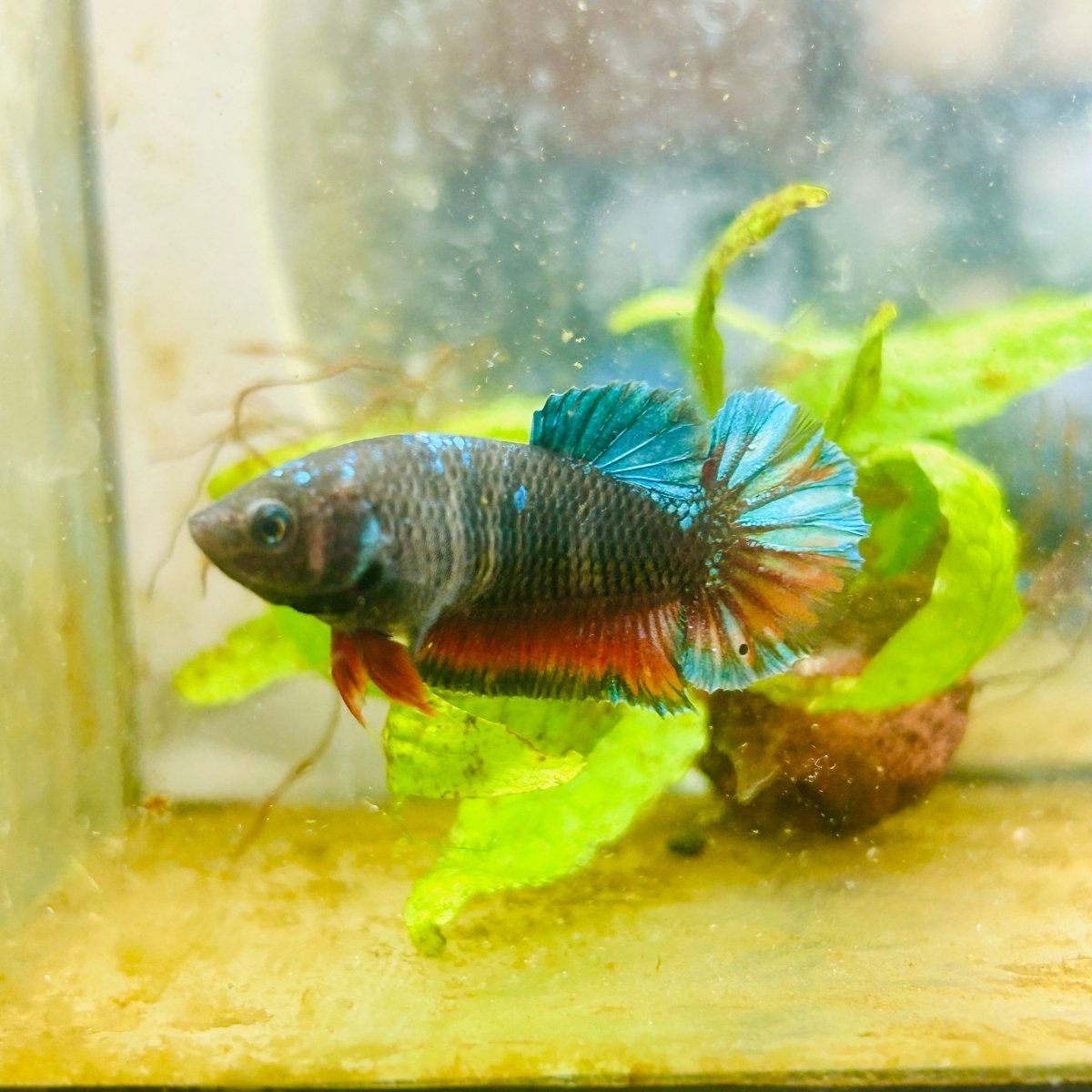 Plakat Avarta Female Betta 056
