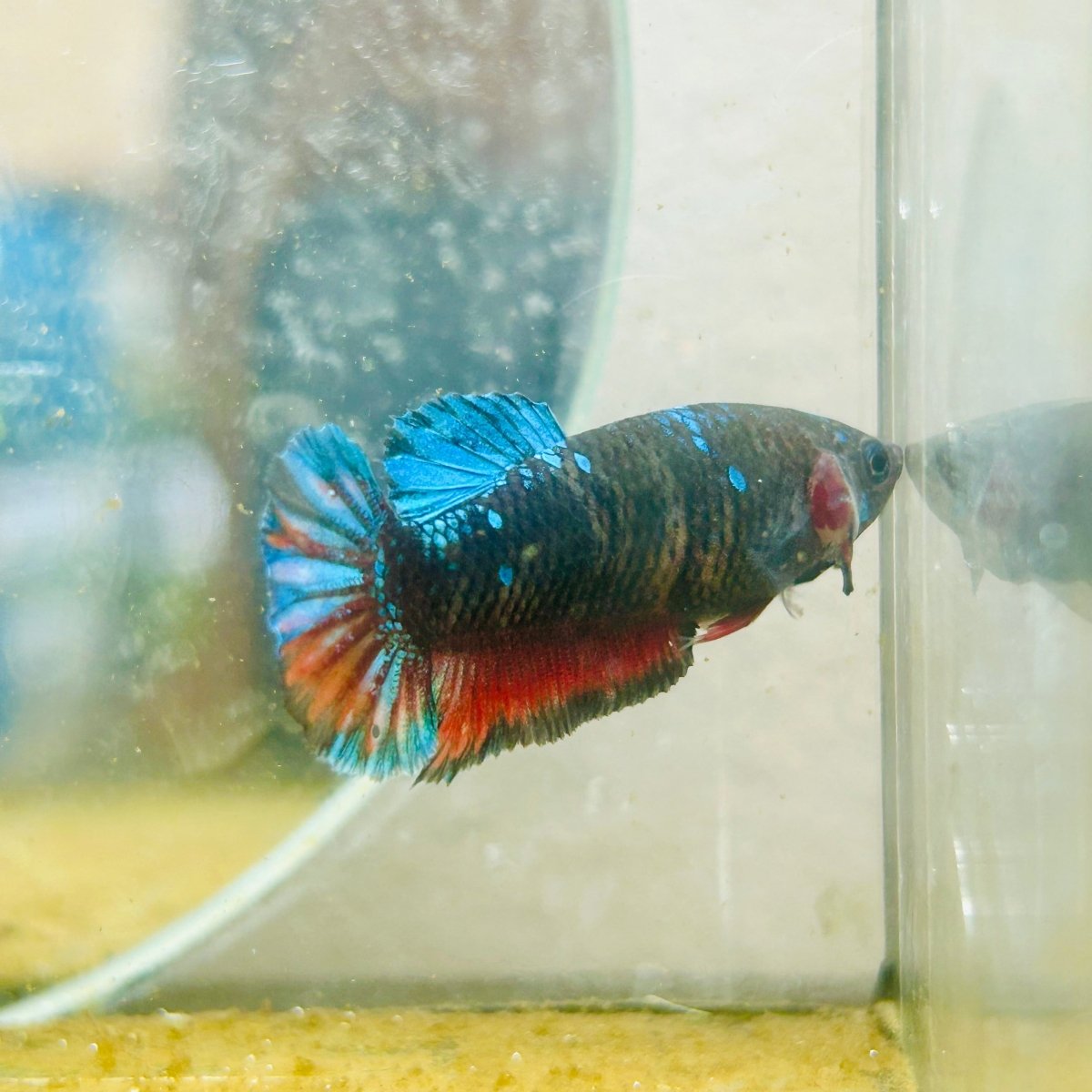 Plakat Avarta Female Betta 056