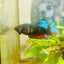 Plakat Avarta Female Betta 056