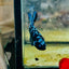 Plakat Avarta Female Betta 060 Female betta