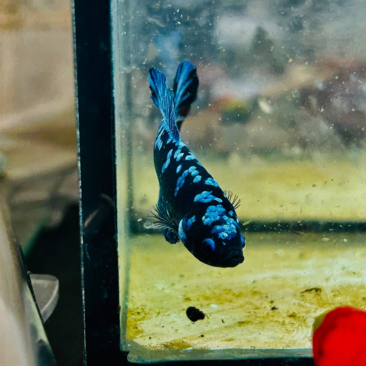 Plakat Avarta Female Betta 060 Female betta