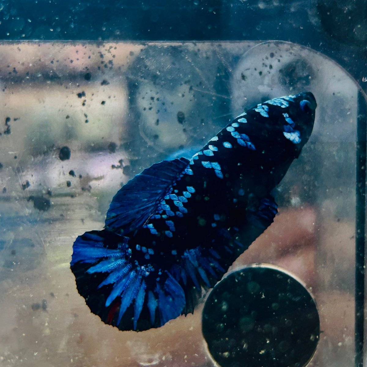 Plakat Avarta Female Betta 060 Female betta