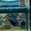 Plakat Avarta Female Betta 060 Female betta