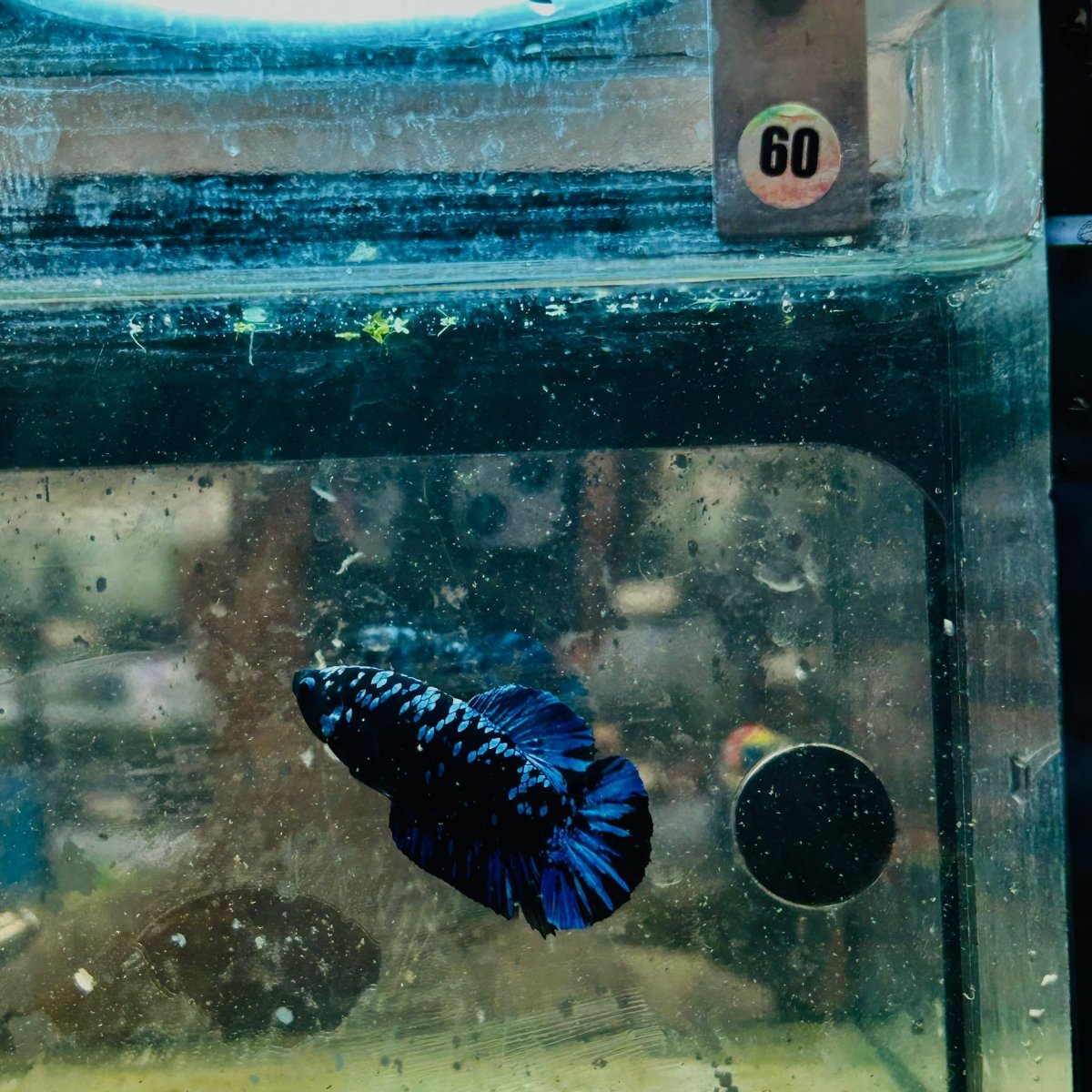 Plakat Avarta Female Betta 060 Female betta