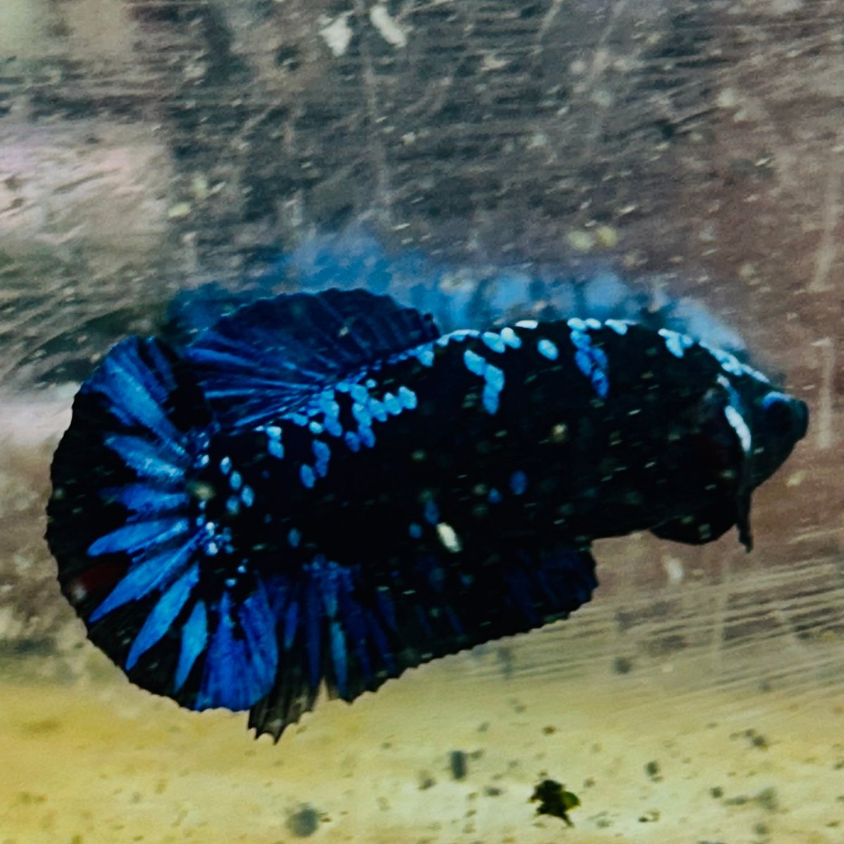 Plakat Avatar Female Betta #060