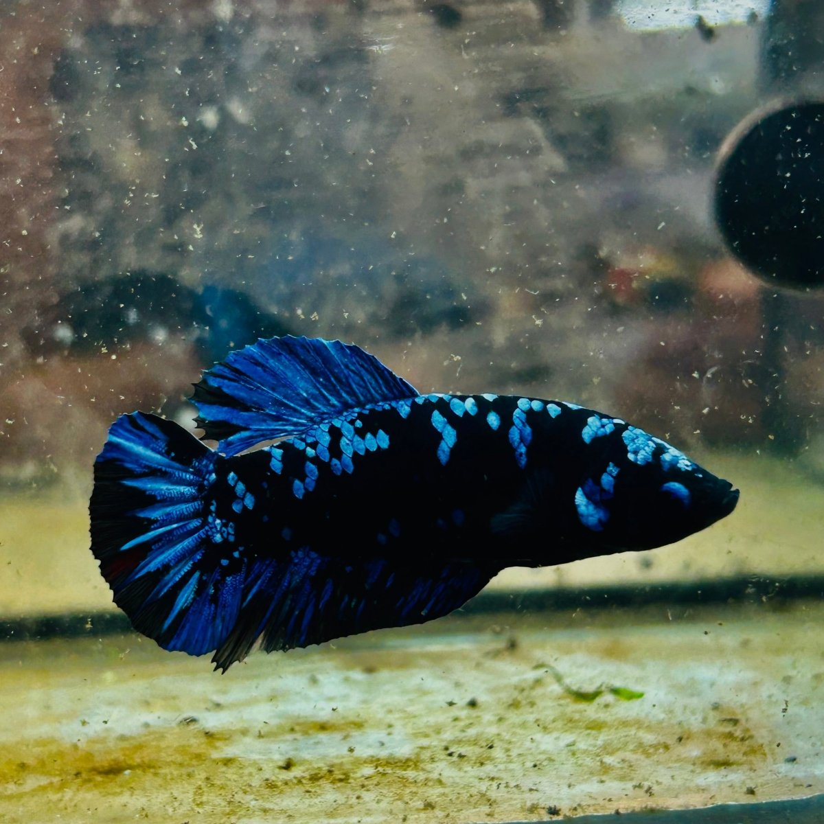 Plakat Avarta Female Betta 060 Female betta