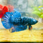Plakat Avarta Galaxy Male Betta 005