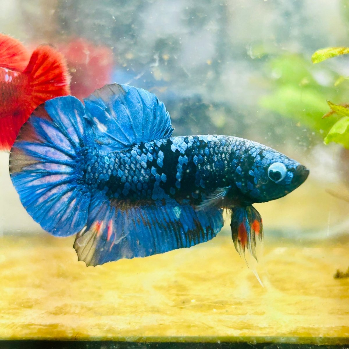 Plakat Avarta Galaxy Male Betta 005