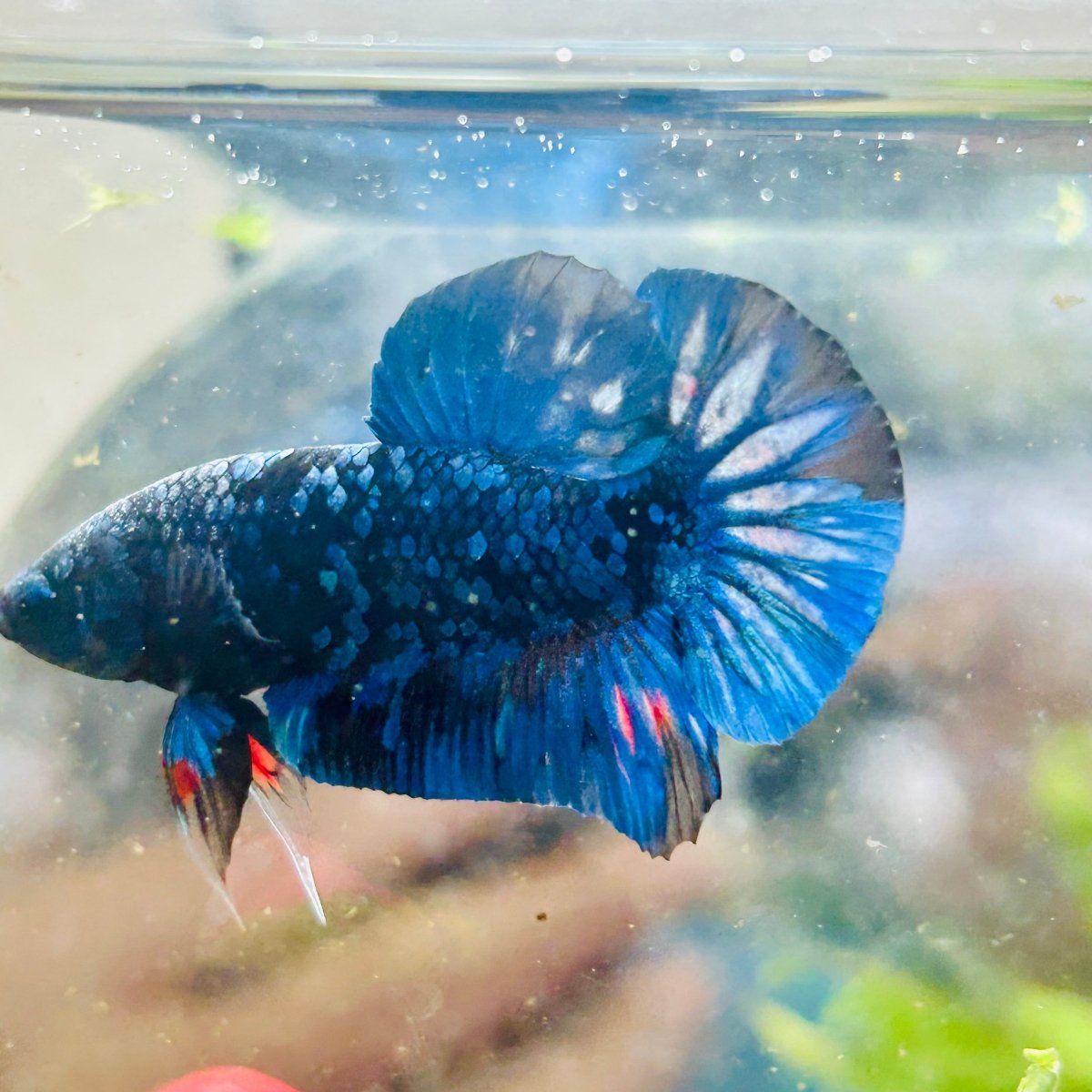 Plakat Avarta Galaxy Male Betta 005