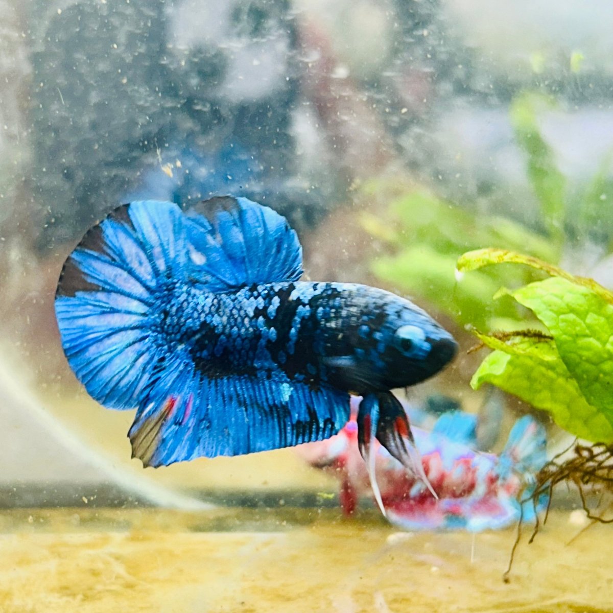 Plakat Avarta Galaxy Male Betta 005