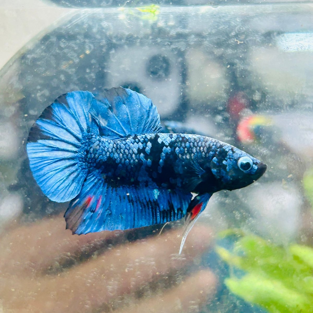 Plakat Avarta Galaxy Male Betta 005