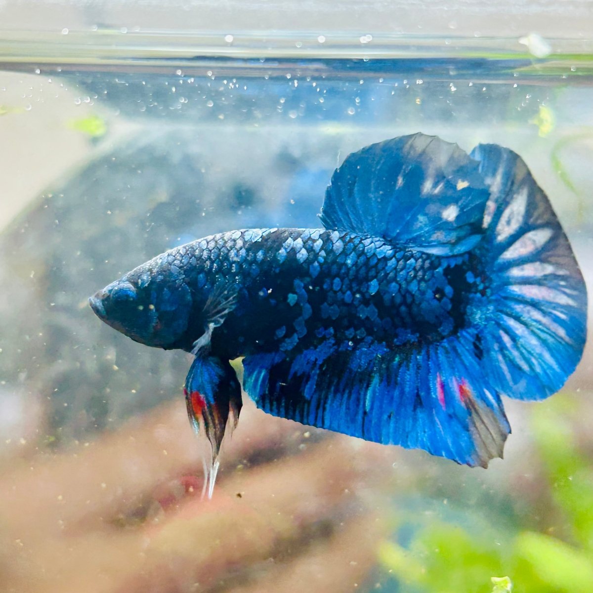 Plakat Avarta Galaxy Male Betta 005
