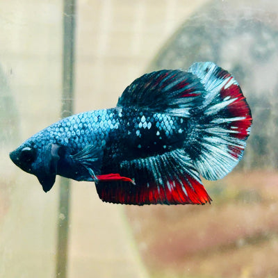 Plakat Avarta Male Betta 019