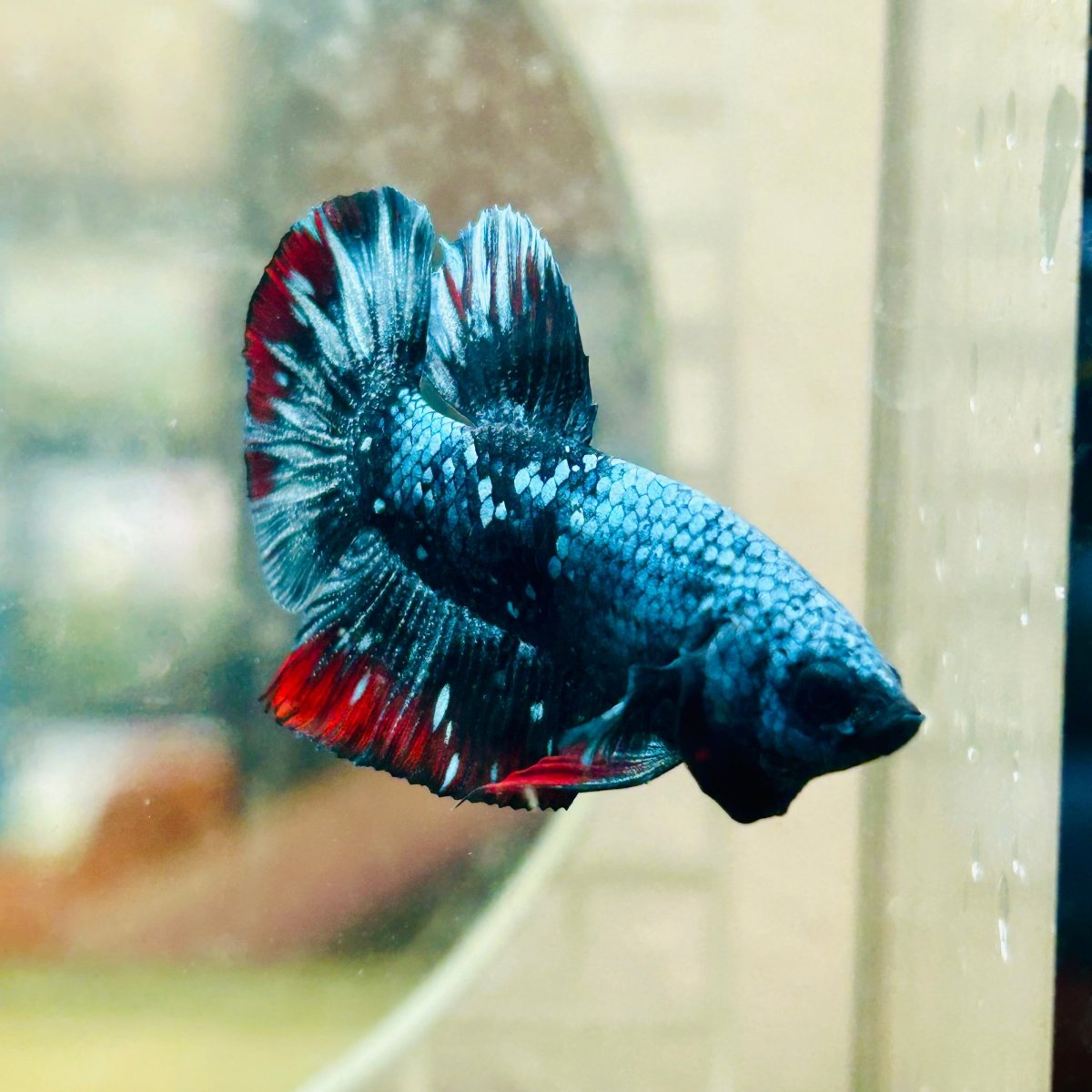 Plakat Avarta Male Betta 019