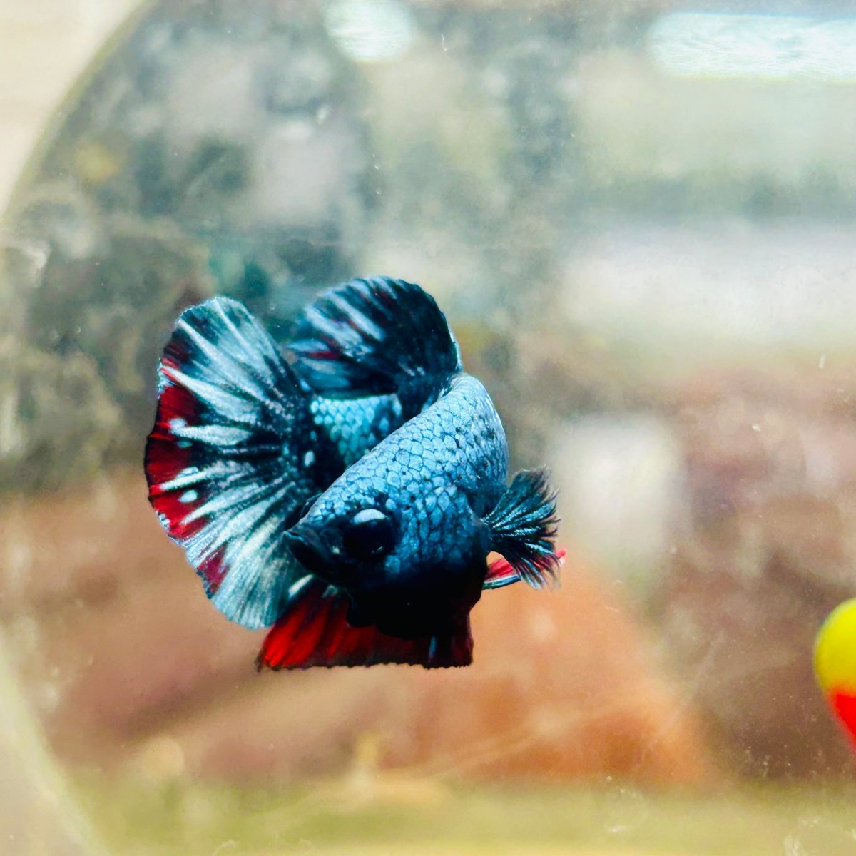 Plakat Avarta Male Betta 019